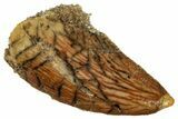 Serrated Raptor Tooth - Real Dinosaur Tooth #297572-1